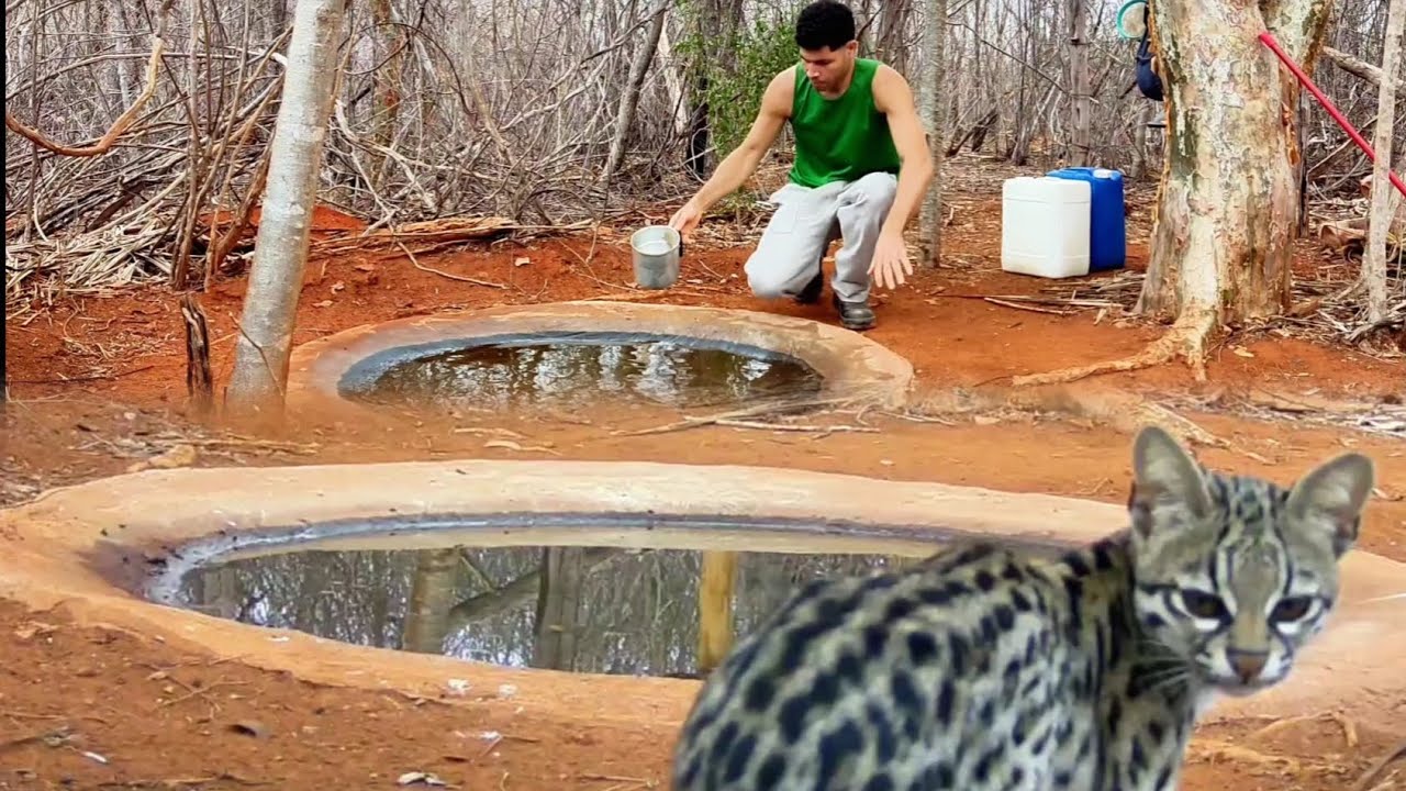 AS IRARAS VOLTARAM OUTRA VEZ... SERTÃO DA BAHIA.
