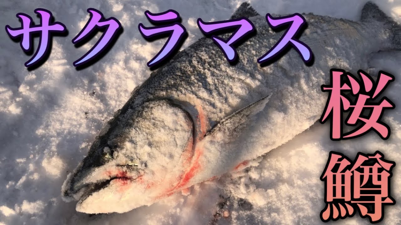 アメマス釣りに行ったらサクラマス釣れちゃった！