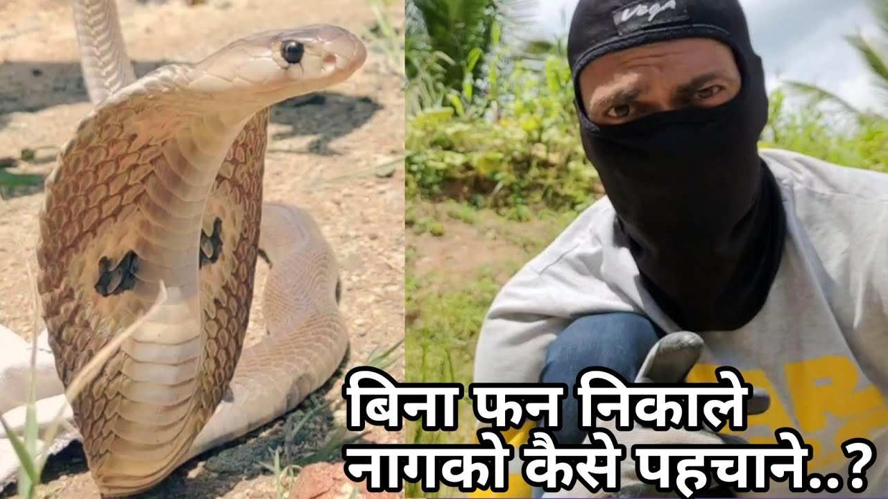 नाग को कैसे पहचाने..? चलिये साँपोको समझे.. Beautiful informative vlog on Cobra..