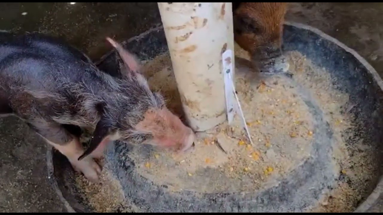 EXPLICANDO COMO FAZER COMEDOURO PRA PORCO