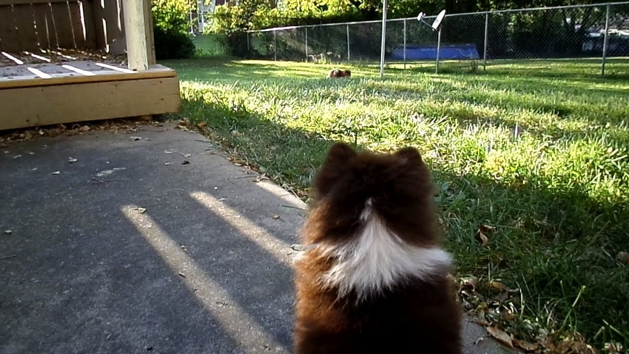 Bringing Home Our New Pomeranian Puppy