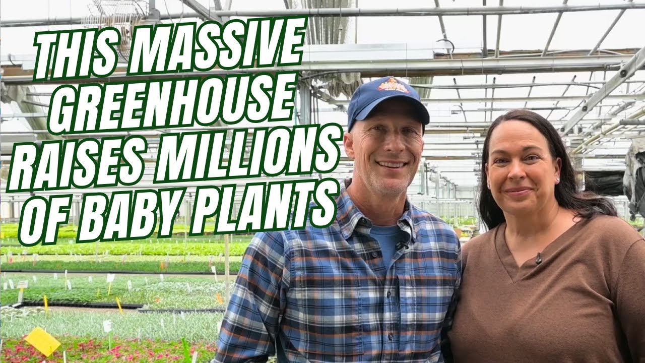 В этой огромной теплице выращивают МИЛЛИОНЫ саженцев — загляните внутрь!
