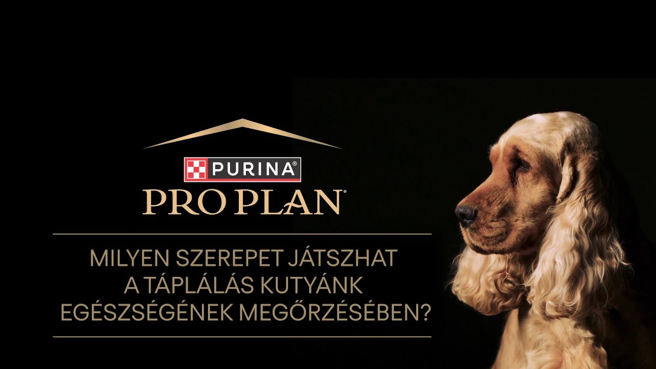 Gondos Gazdik - Milyen szerepet játszhat a táplálás kutyánk egészségének megőrzésében? 3. epizód