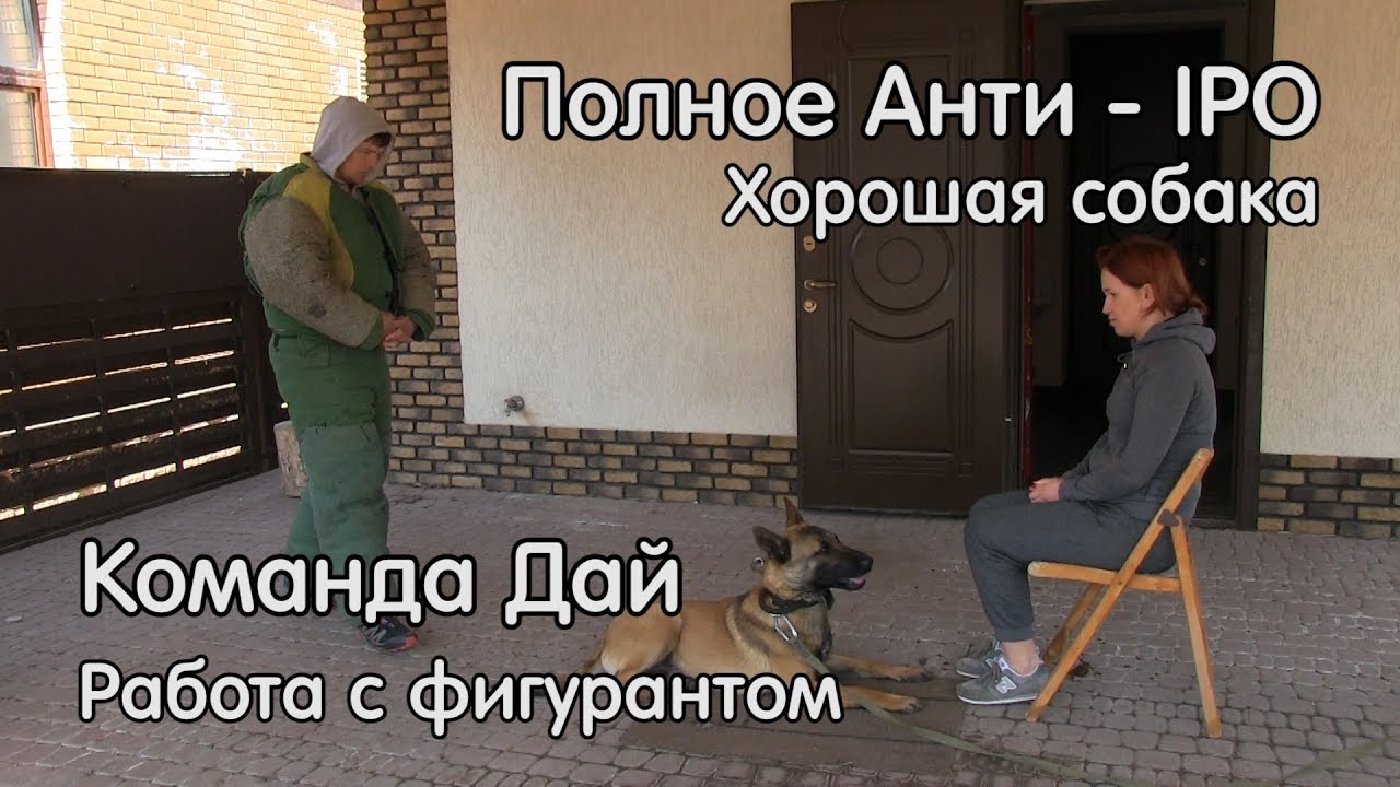 Полное анти-IPO, малинуа, Команда Дай # 18, работа с фигурантом, собака для охраны,