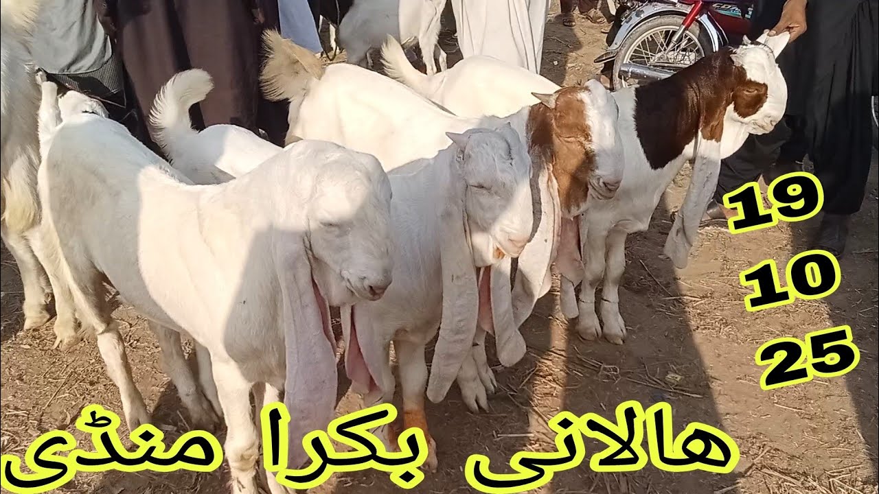 Halani Bakra Mandi #2025 Karachi#qurbanvlogsHalani Bakra Mandi #2025 Karachi#qurbanvlogs #animals #