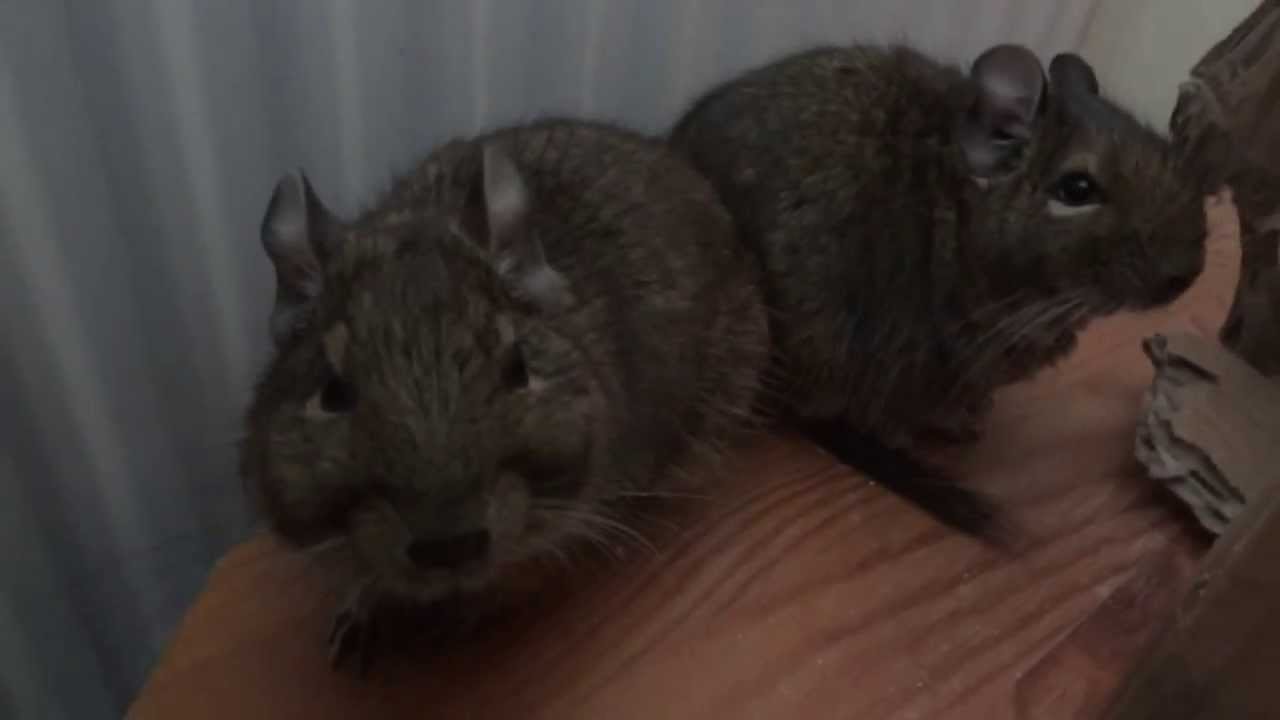 Cheeping/Talking Degus