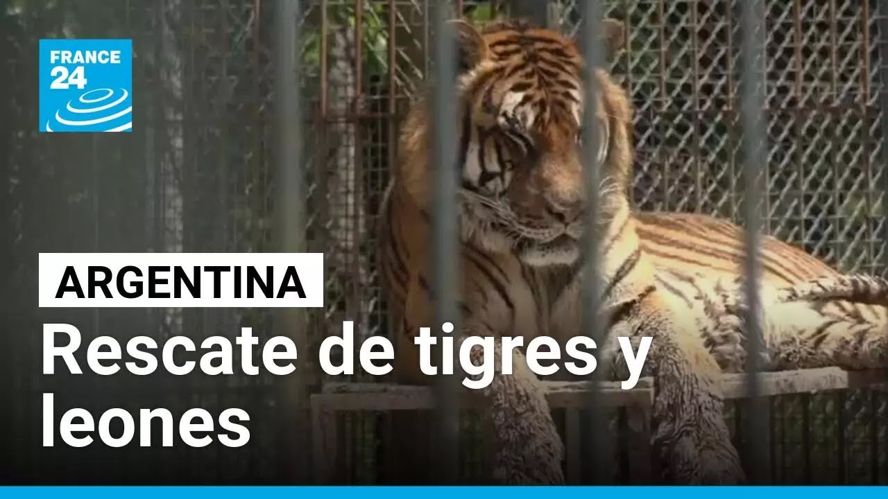 Argentina rescata tigres y leones del exzoológico de Luján para darles una nueva vida