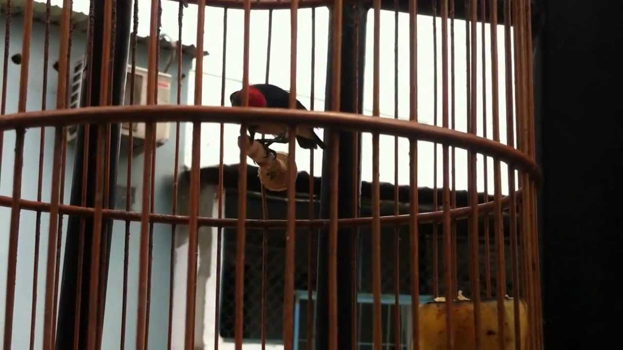 Ốc mít mồi 2  0909272141