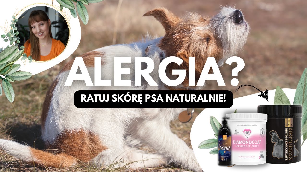 Alergia pokarmowa, nietolerancja - co może pomóc, gdy pies się drapie? Wsparcie skóry i sierści