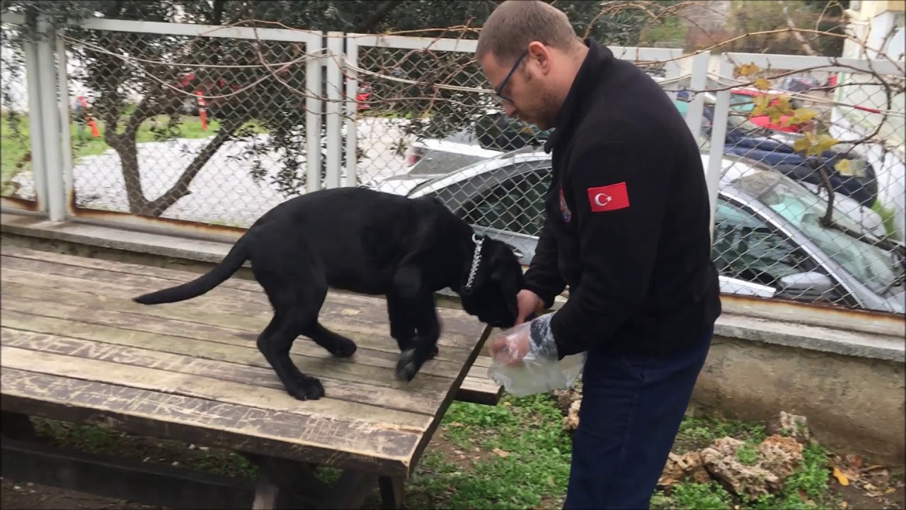 cane corso yavru k&ouml;pek eğitimi
