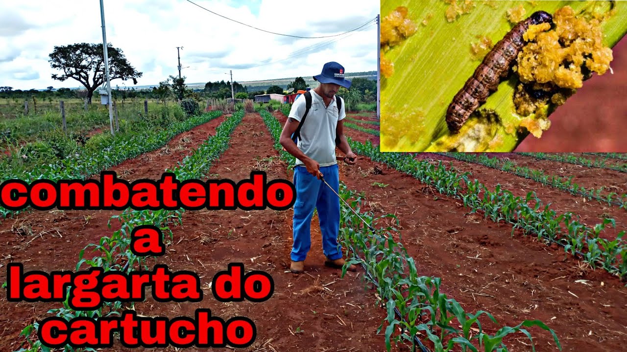lagarta do cartucho atacou todo nosso milho 🐛