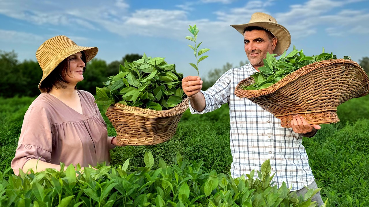 🌿 Gathering Natural Tea Leaves High in the Mountains! Traditional Cooking in a Faraway Village