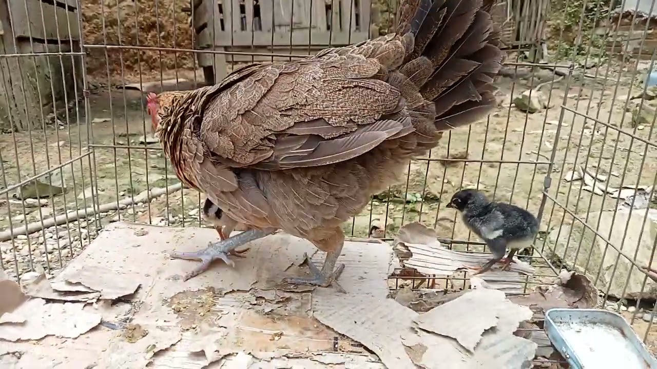 Tiếng gà mẹ gọi con chuẩn