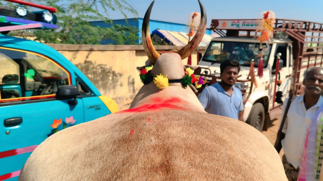 పత్తికొండ సంతలో//Pattikonda Bull's Market-letest video_Big size dheshiya Seema Cart video's