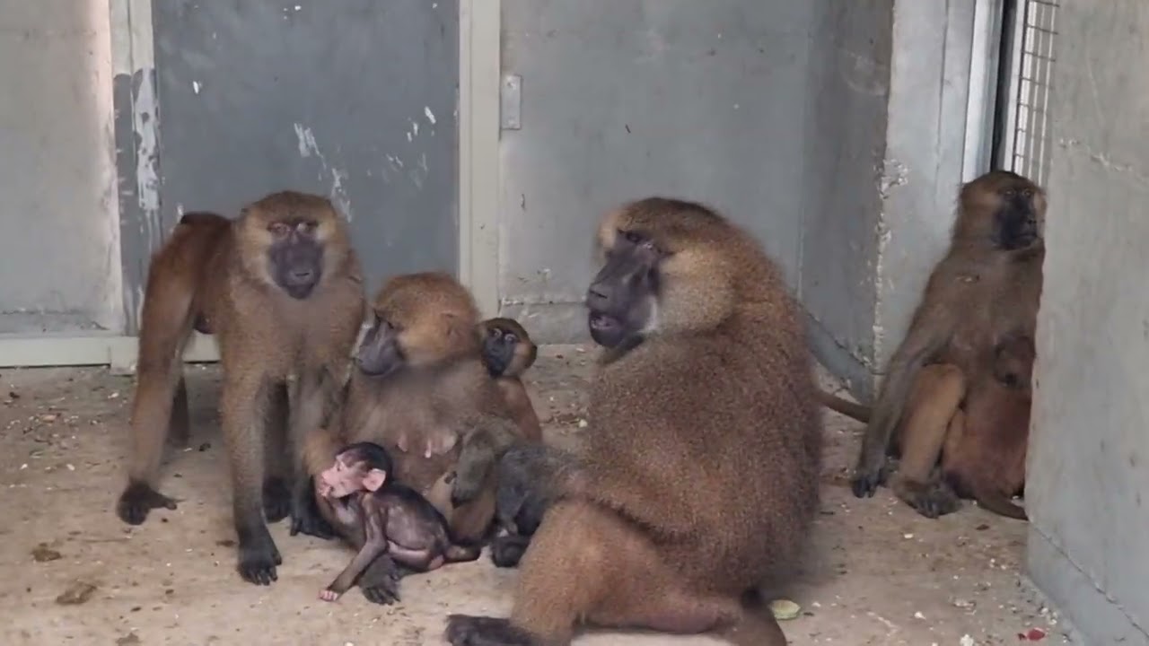 A group of Guinea baboons in indoor enclosure