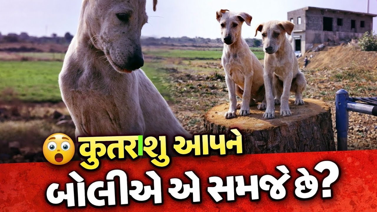 🤔🤔કૂતરા શું આપણે બોલીએ એ સમજતા હશે??
