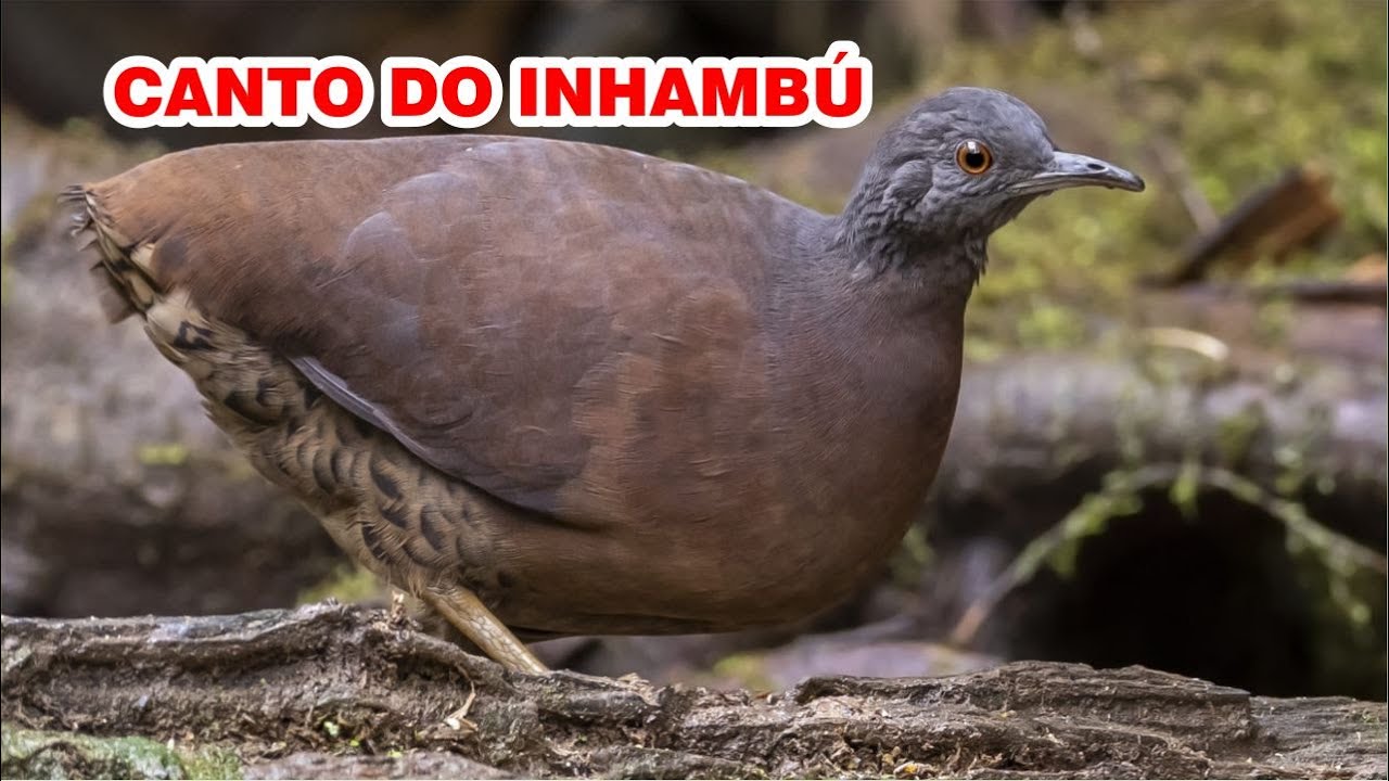 O CANTO DO INHAMB&Uacute; CHOROR&Oacute;