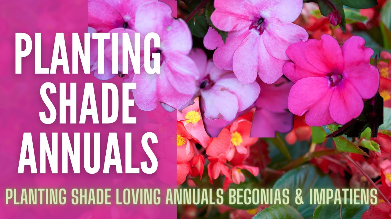 Planting SHADE Loving Annuals 🌺🌺 || Begonias & Impatiens || What Annuals To Plant In Shade