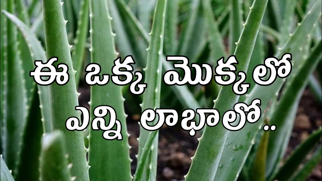 ఈ ఒక్క మొక్కలో ఎన్ని లాభాలో... | Manasu Cheppe Matalu