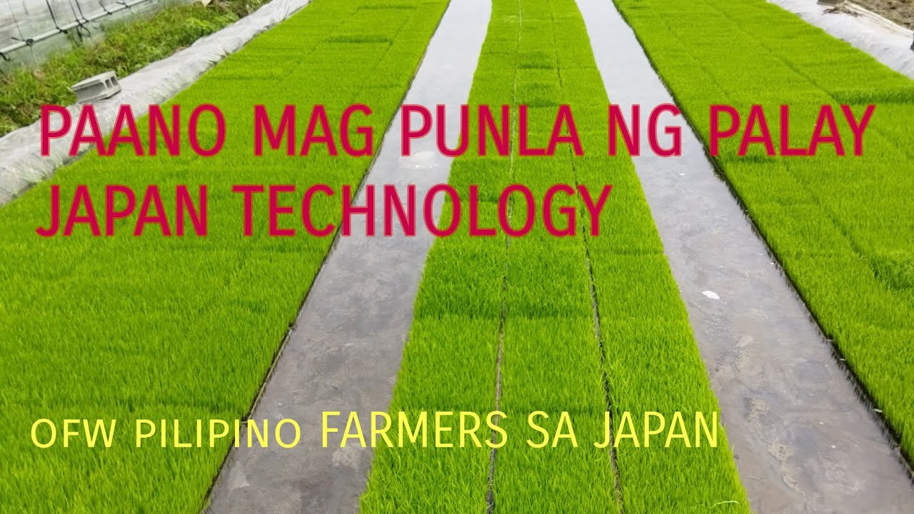 PAANO MAG PUNLA NG PALAY|JAPAN TECHNOLOGY |STEP BY STEP|RICE 🌾 SEEDLINGS