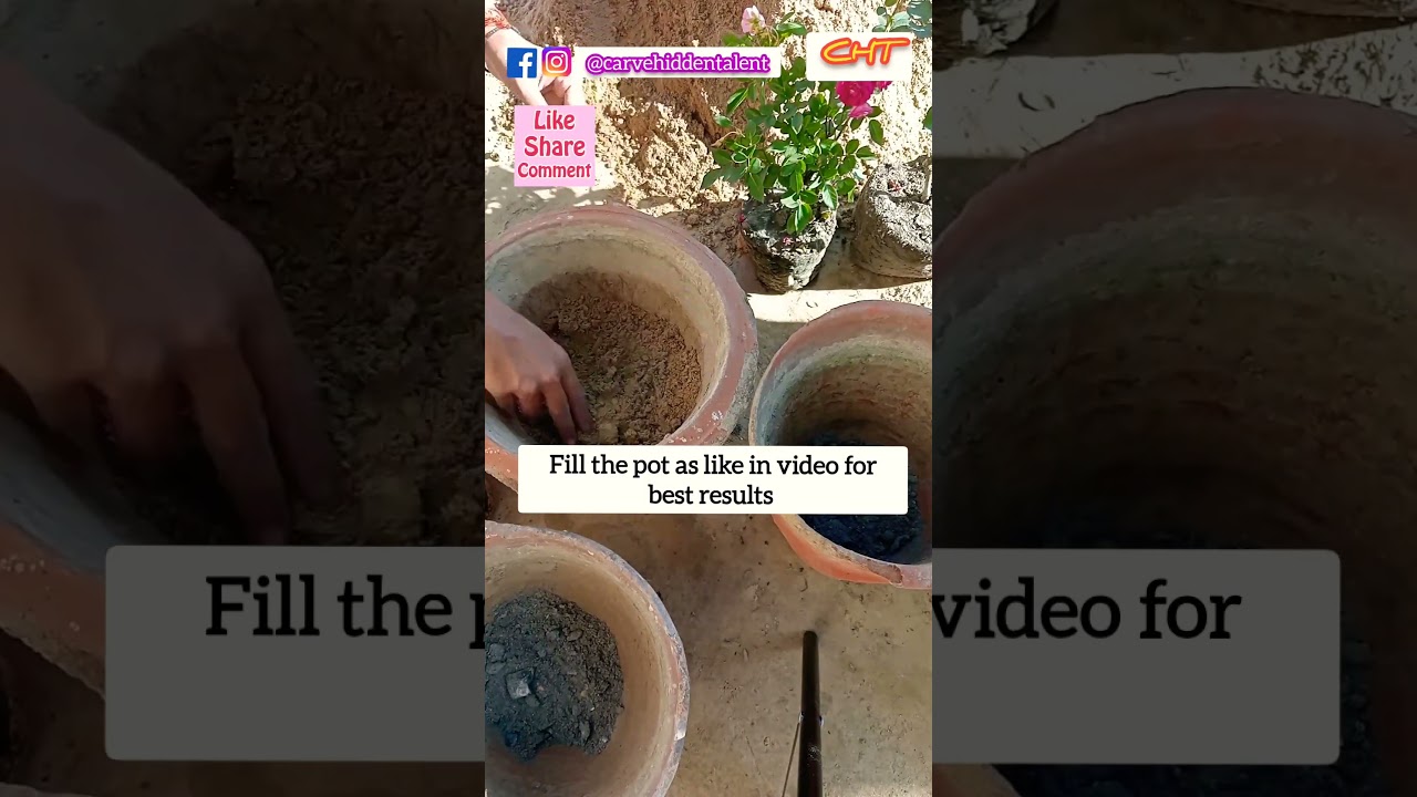 Rose plantation in summer l Fertilizer for rose plant #rosecaretips #rosefertilizer #plantshorts