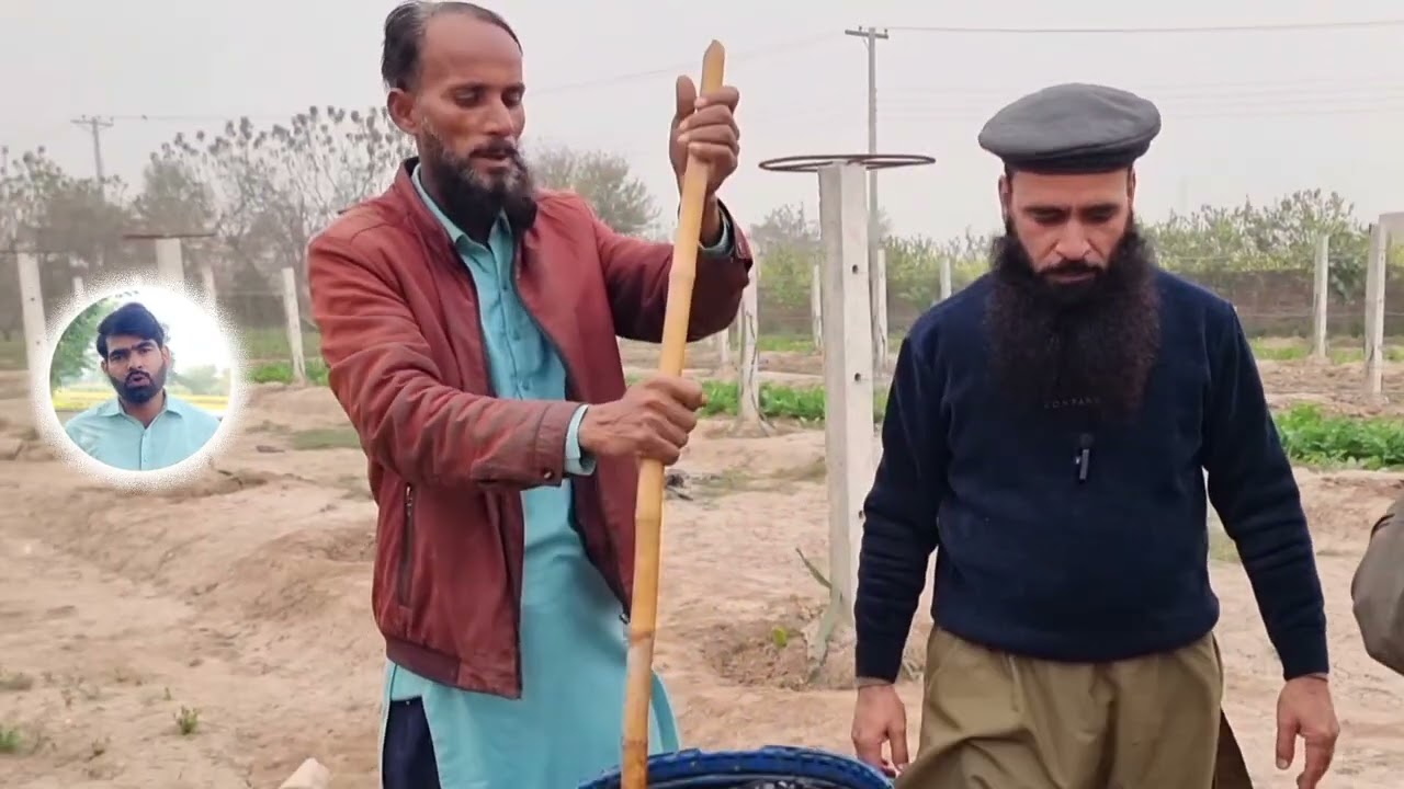 How To Fertilizer from Rice || Rice Water ||Jaggery 