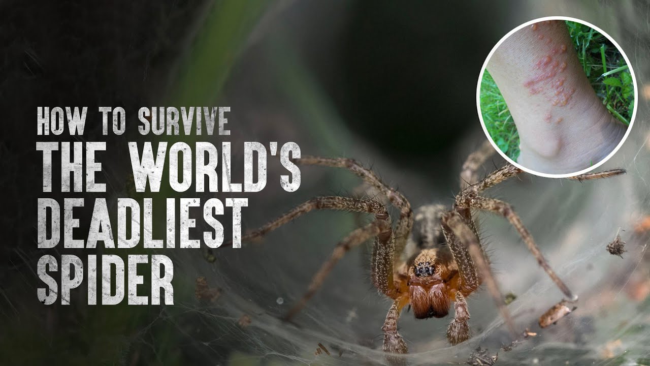 How to Survive the World's Deadliest Spider