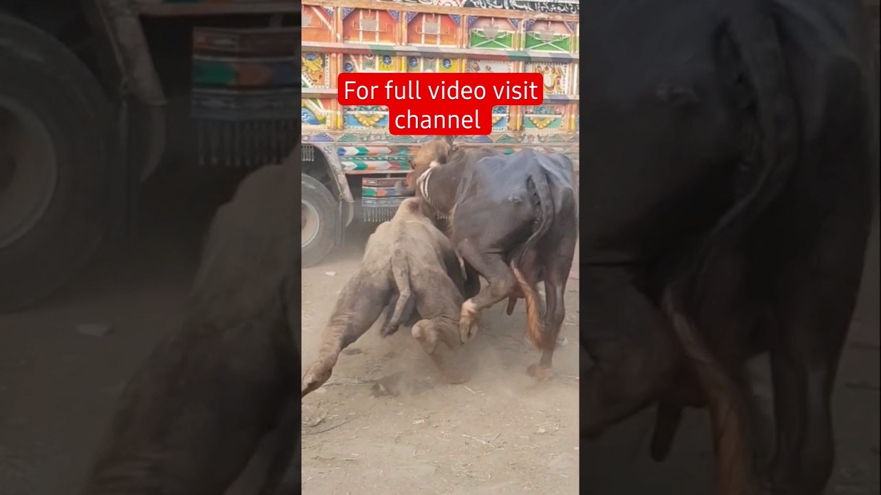 For full video visit channel |@aralijutt  #goats #goat #thegoats #cowmandi #animal  #cattlemarket