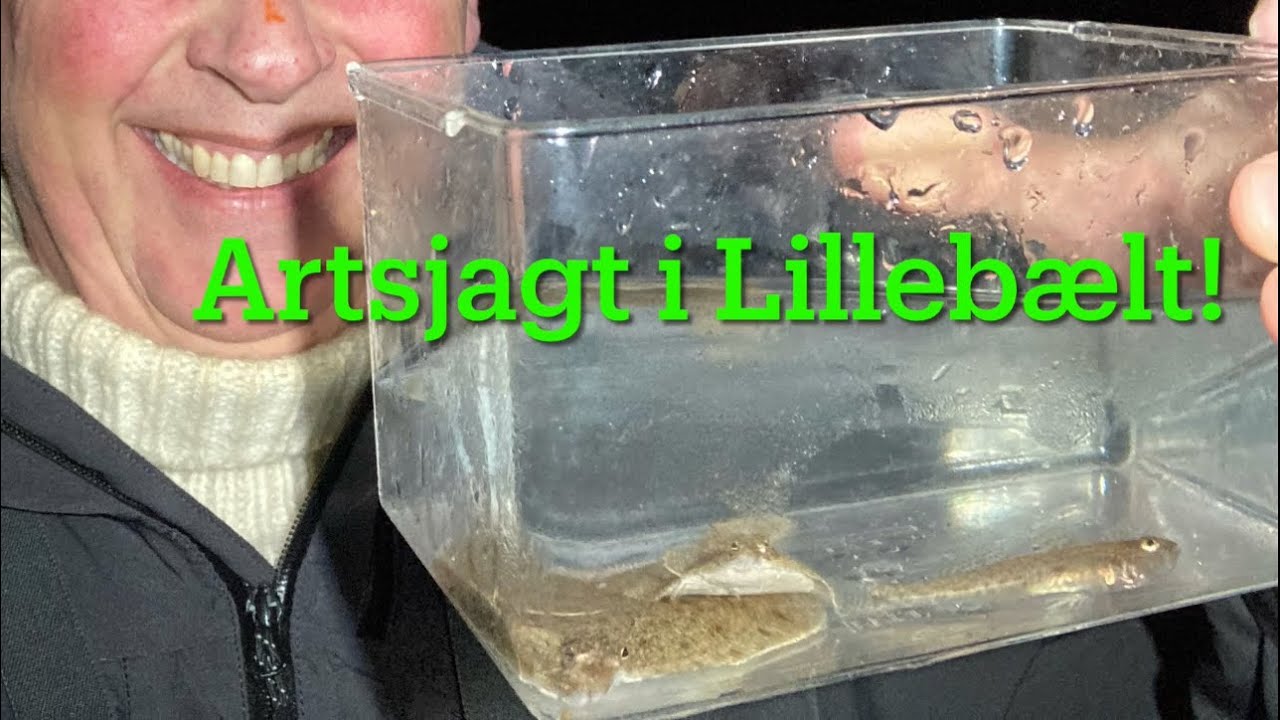 Artsjagt i Lilleb&aelig;lt