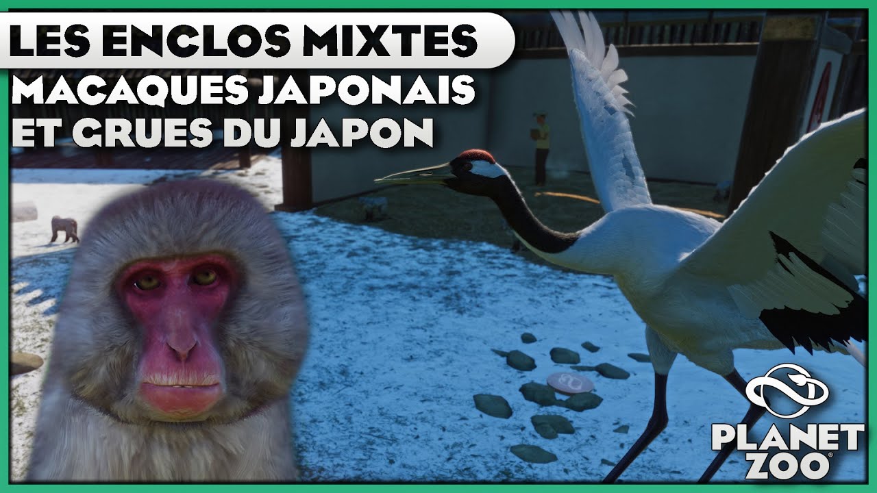 Les Grues du Japon et les Macaques Japonais | LES ENCLOS MIXTES : &Eacute;PISODE 9 | PLANET ZOO