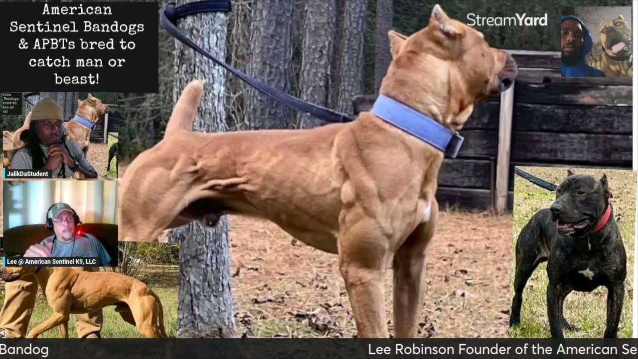 Lee Robinson Part 2.5/Can Sentinels do Sport?Peak Size,Puppy Imprinting, Life as a Breeder...