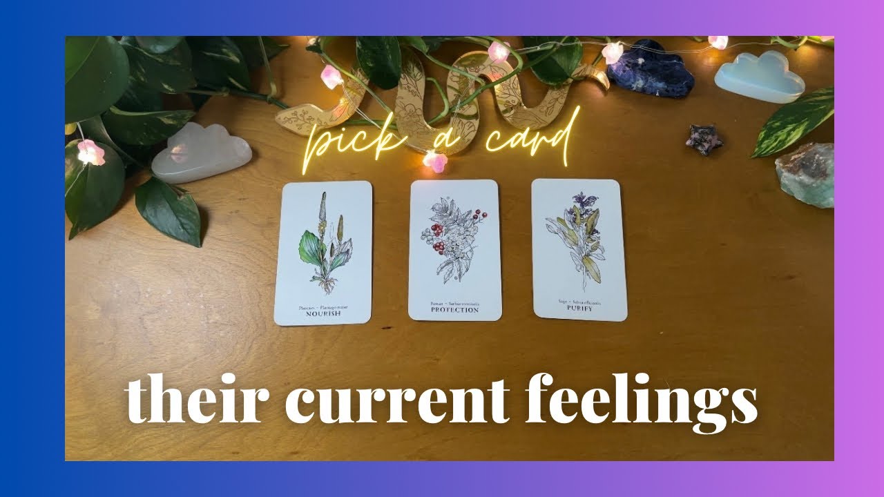 *no contact*— how are they feeling [ tarot pick a a card ]