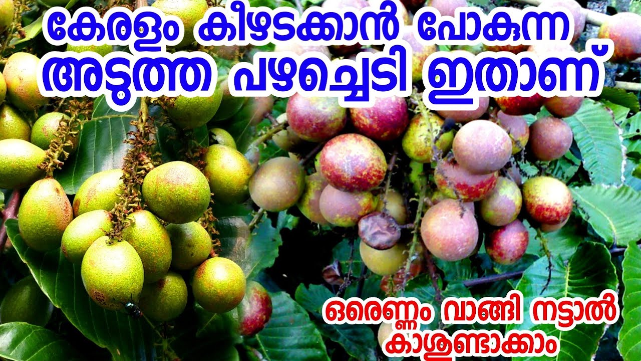 കേരളത്തിൽ തരംഗമാവാൻ പോകുന്ന ഒരു സൂപ്പർ പഴച്ചെടി|fruit plants malayalam|pazhachedikal malayalam