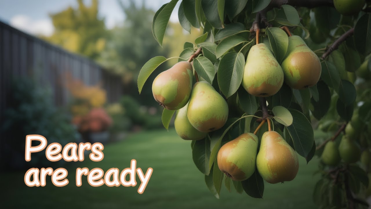 Thong tomato update & my first pear picking this year #280 on 23 August 2025