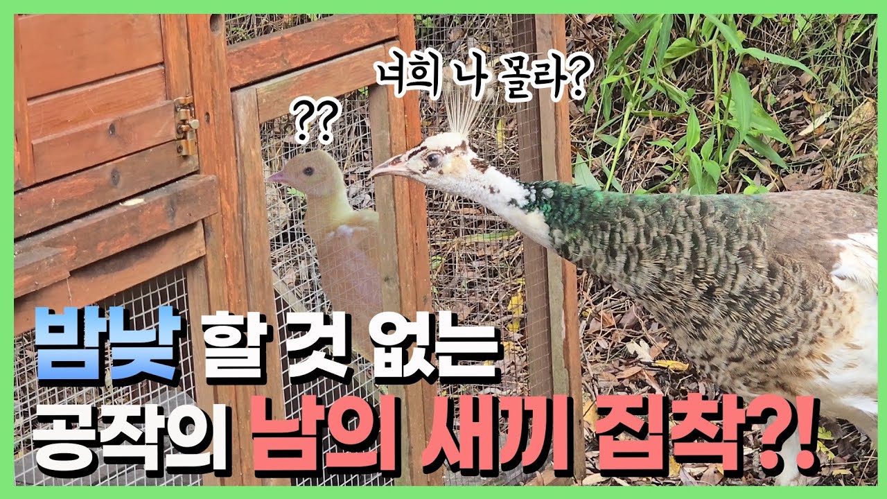 알을 잃은 야생? 공작이 갑자기 바뀌었어요 🤣😂