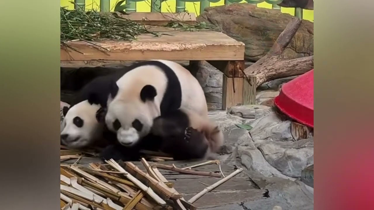 3月11日 妹珠和媽媽打的不可開交，津奶爸說她們分開的話咬順其自然#panda  #cutepanda #熊貓妹珠 #熊貓妹豬