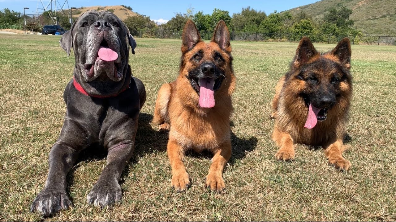 The Diary of German Shepherds | 6
