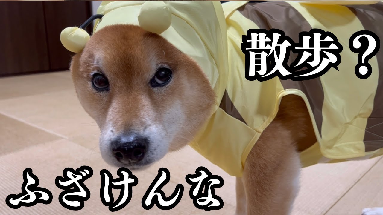 【大雨】散歩が嫌いな柴犬を雨の日に連れ出すのが、色々大変すぎる