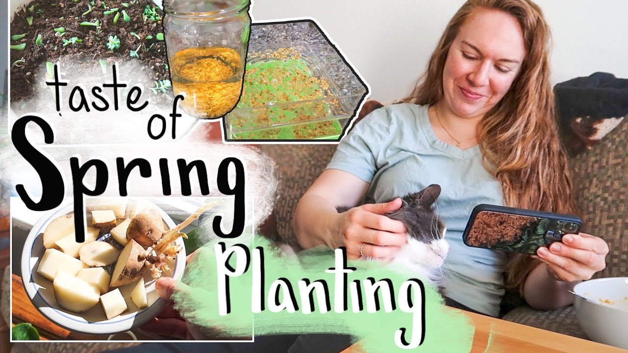 Planting in my Apartment / Potatoes Sprouts Succulents | VLOG