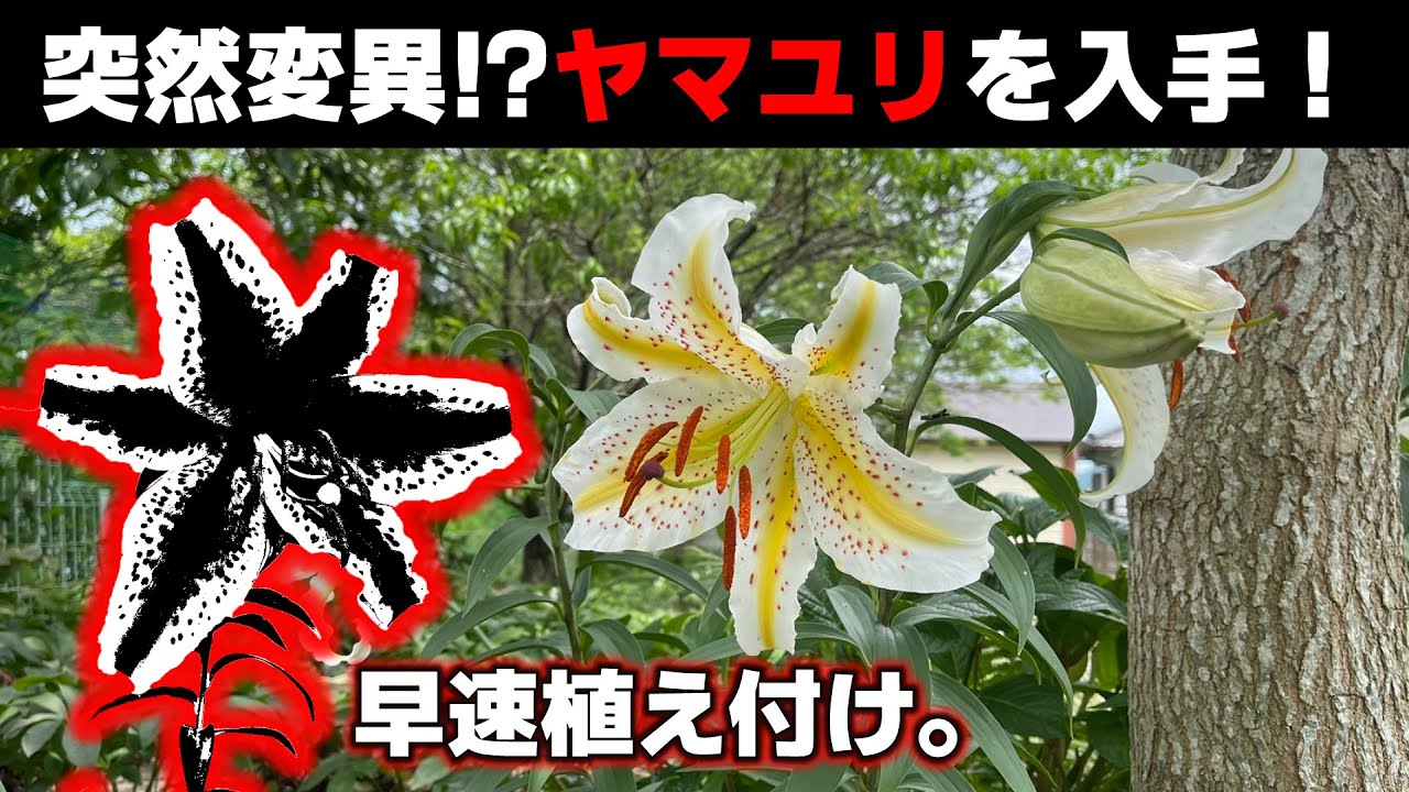 幻の！？まず手に入るはずのない〇〇ヤマユリを入手したので植え付けしてみた。