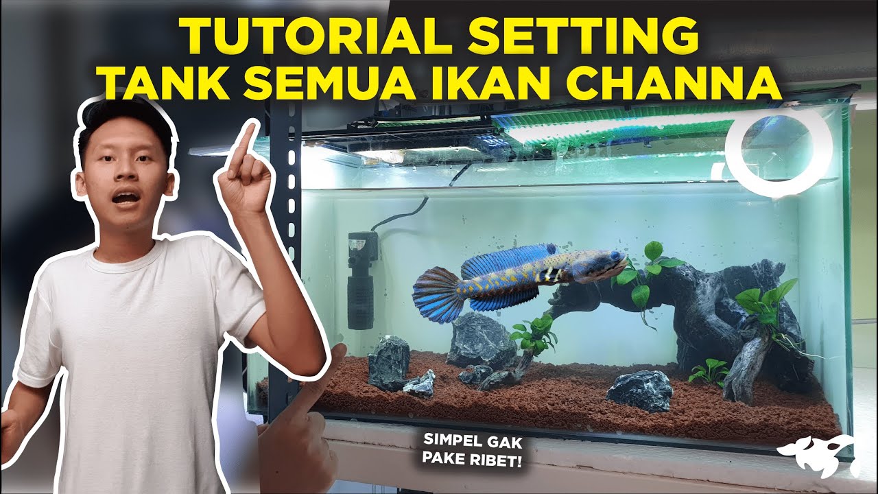 TUTORIAL SETTING TANK SEMUA IKAN CHANNA PULCHRA AURANTI ASIATICA BLEHERI DAN ANDRAO