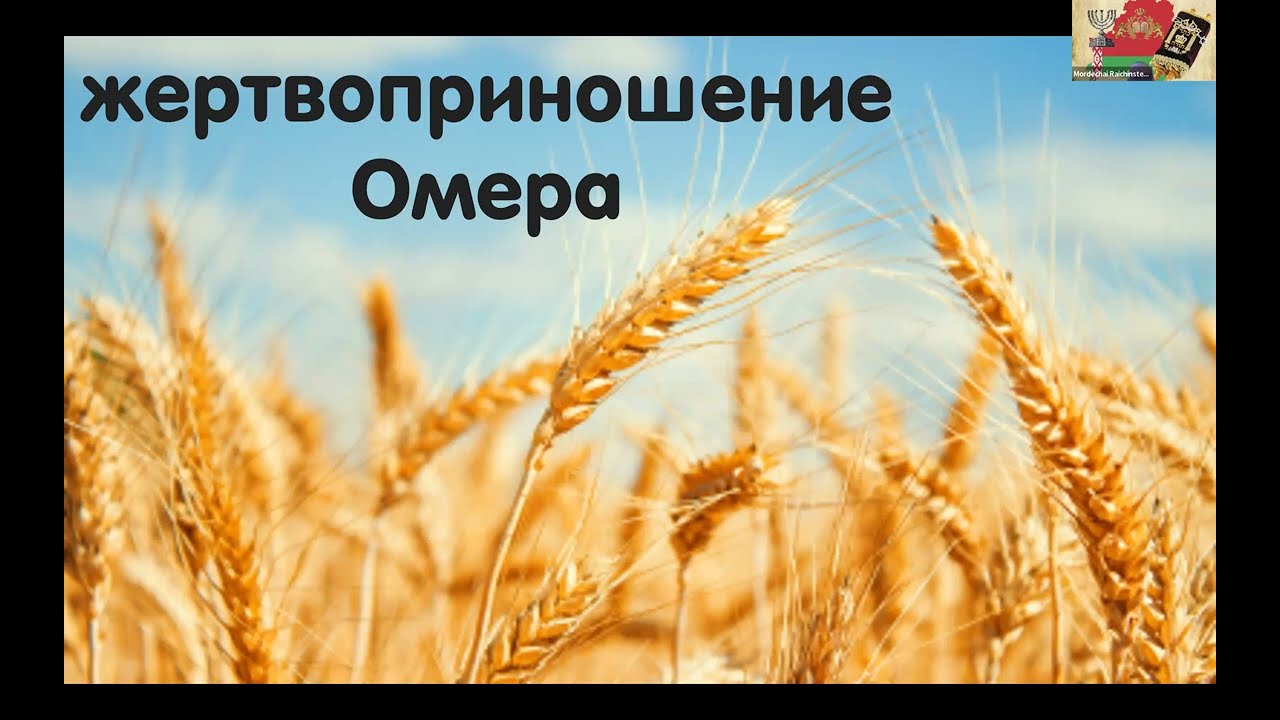 Жертвоприношение Омера | От ячменя к Торе: зачем евреи считают 49 дней?