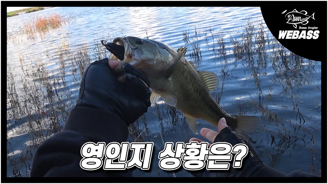 [배스낚시] 염치지 옆동네 영인지 배스 상황은 어떨까요? Ep.232
