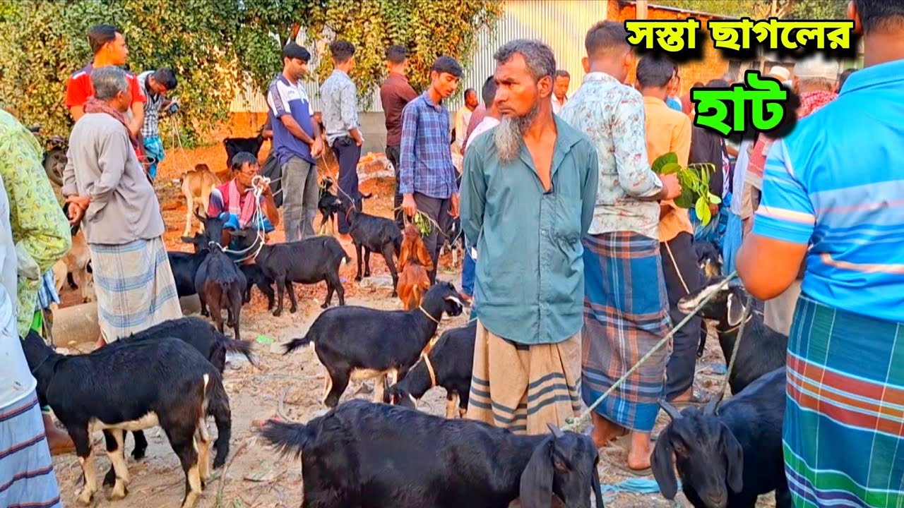দেশি ছাগলের হাট | goat market price in Bangladesh 