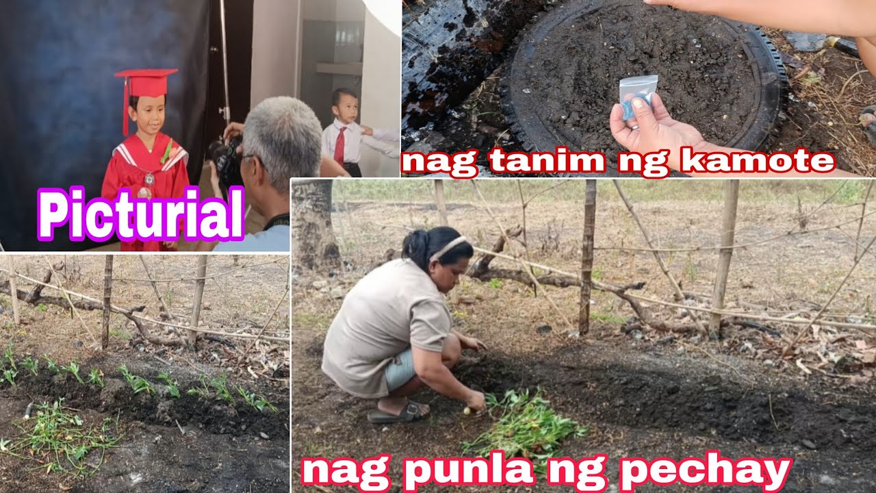 Nag tanim ng kamote | Nag punla ng pechay 