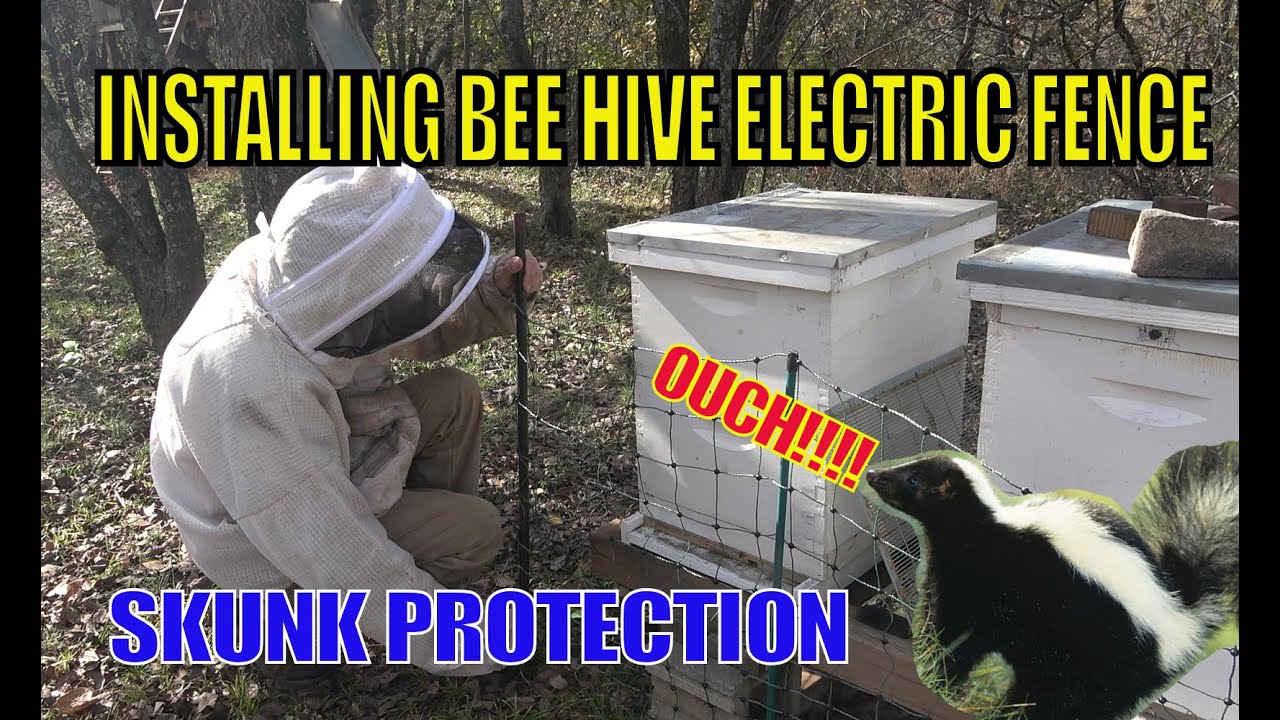 Protecting Bee Hives from Skunk Attacks with Premier One Electric Fence: Beekeeping