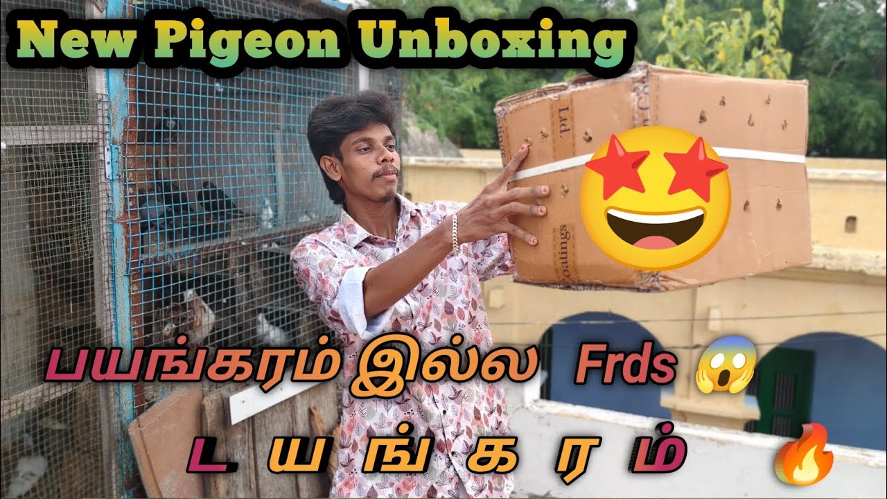 ஏங்ங்ங்ககக புது புறா😁 பாக்க வாங்ககக|| New Pigeons Unboxing ⚡