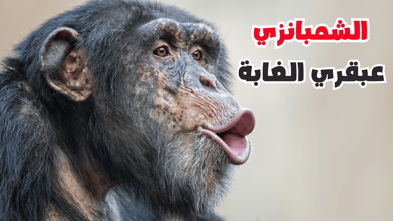 الشمبانزي ذكاء وسلوك حير العلماء | تفاصيل مدهشة