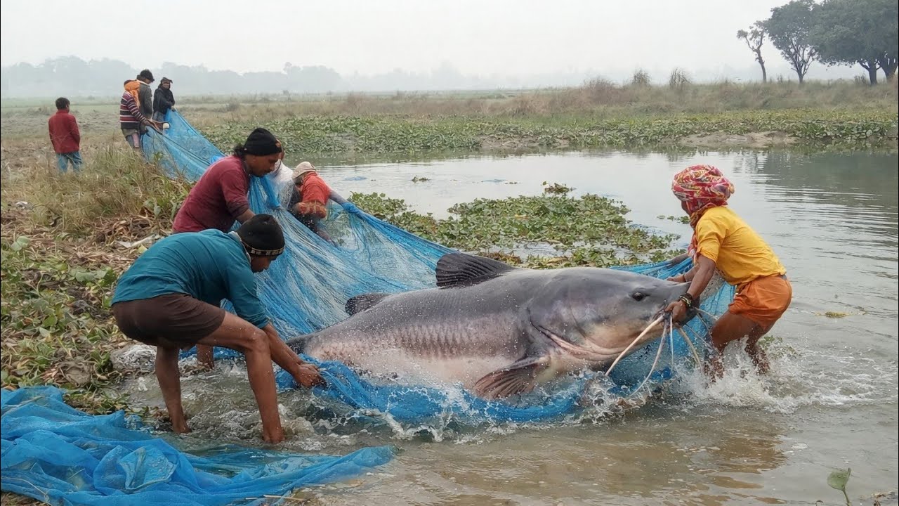 Kitna bada giant fish pakda Gaya 😱 my new vlog 