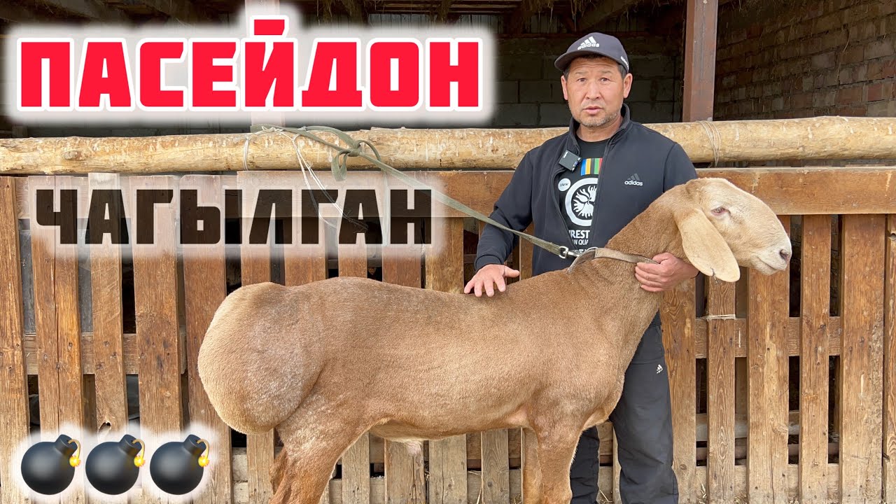 Алмаз байкенин АРАШАН койлору🤚🏼 ПАСЕЙДОН менен ДРАКУЛАнын ЭЛИТА козулары бар экен